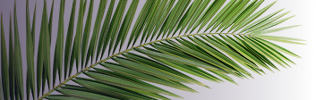 Palm Left